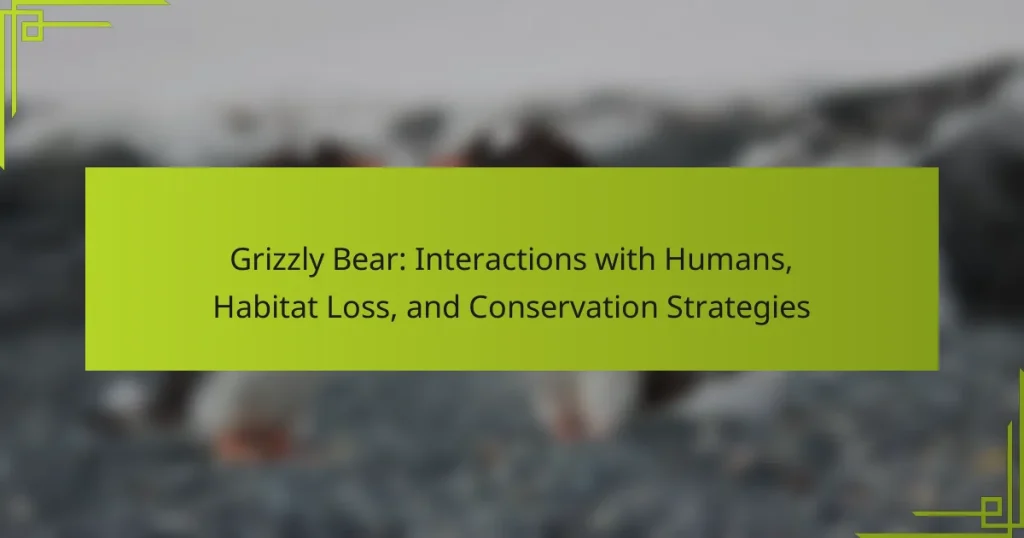 Grizzly Bear: Interactions with Humans, Habitat Loss, and Conservation Strategies