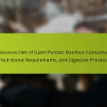 Herbivorous Diet of Giant Pandas: Bamboo Consumption, Nutritional Requirements, and Digestive Process