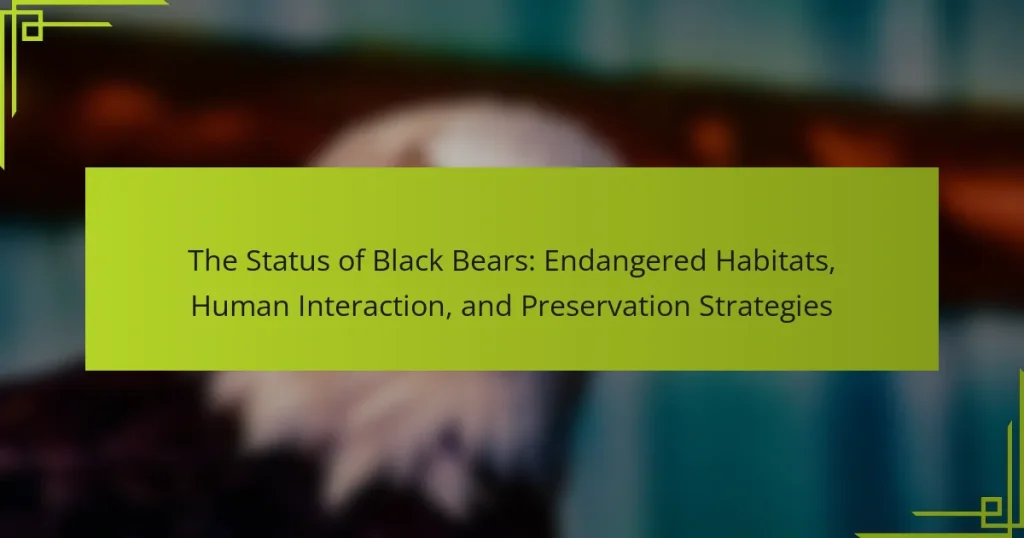The Status of Black Bears: Endangered Habitats, Human Interaction, and Preservation Strategies