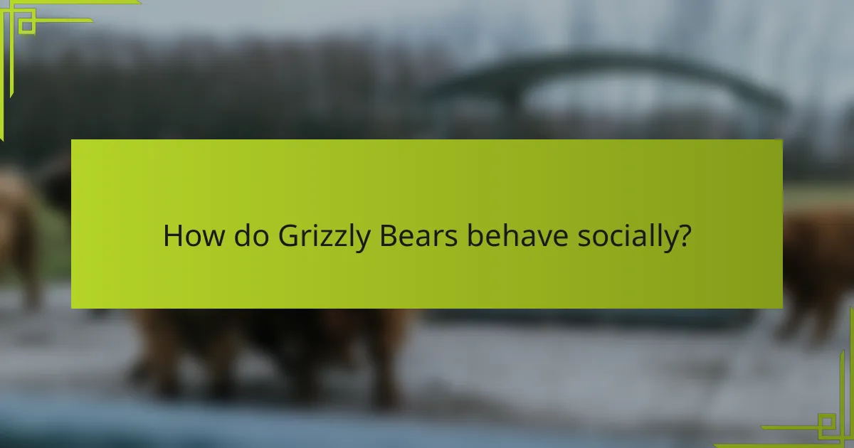 How do Grizzly Bears behave socially?