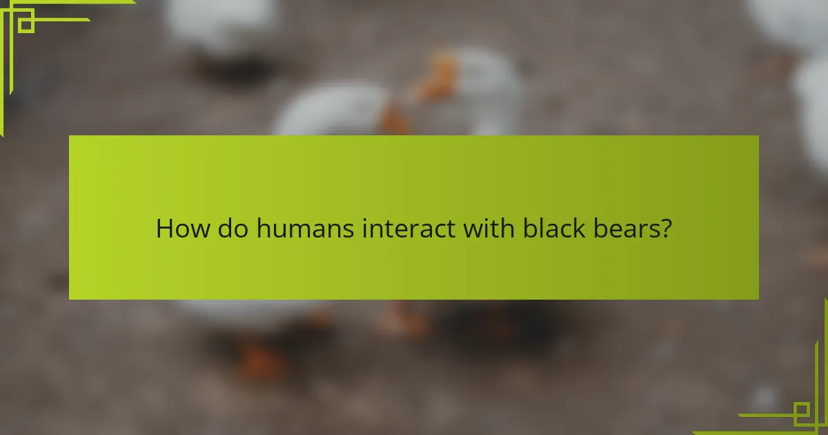 How do humans interact with black bears?