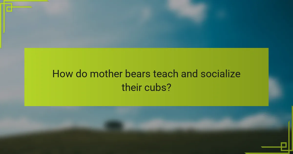 How do mother bears teach and socialize their cubs?