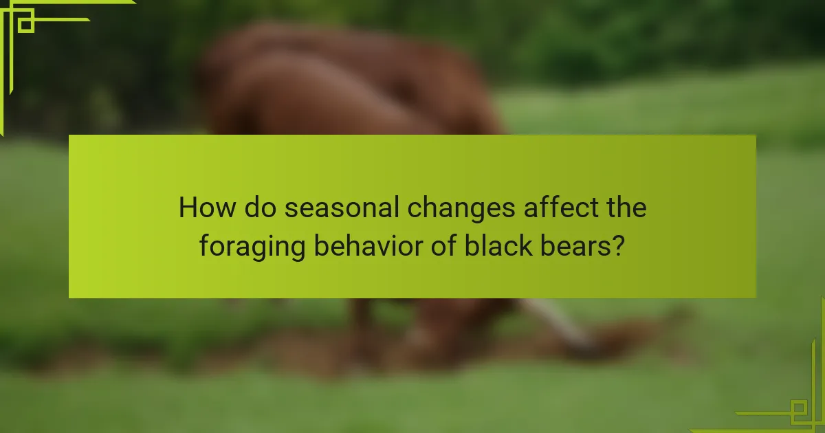How do seasonal changes affect the foraging behavior of black bears?