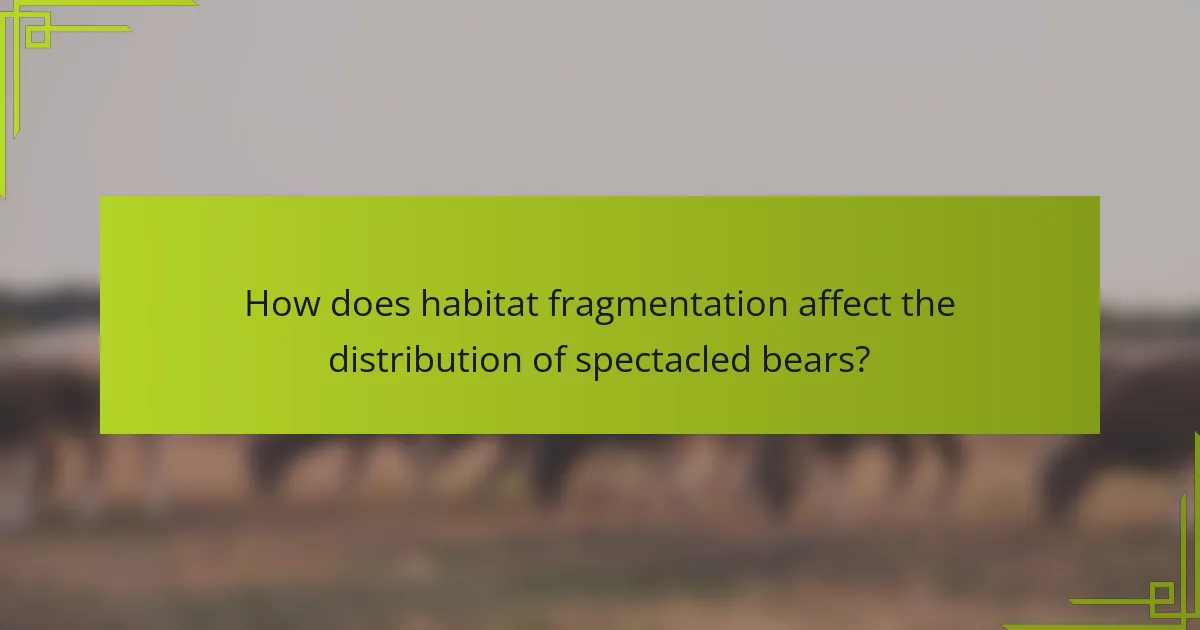 How does habitat fragmentation affect the distribution of spectacled bears?