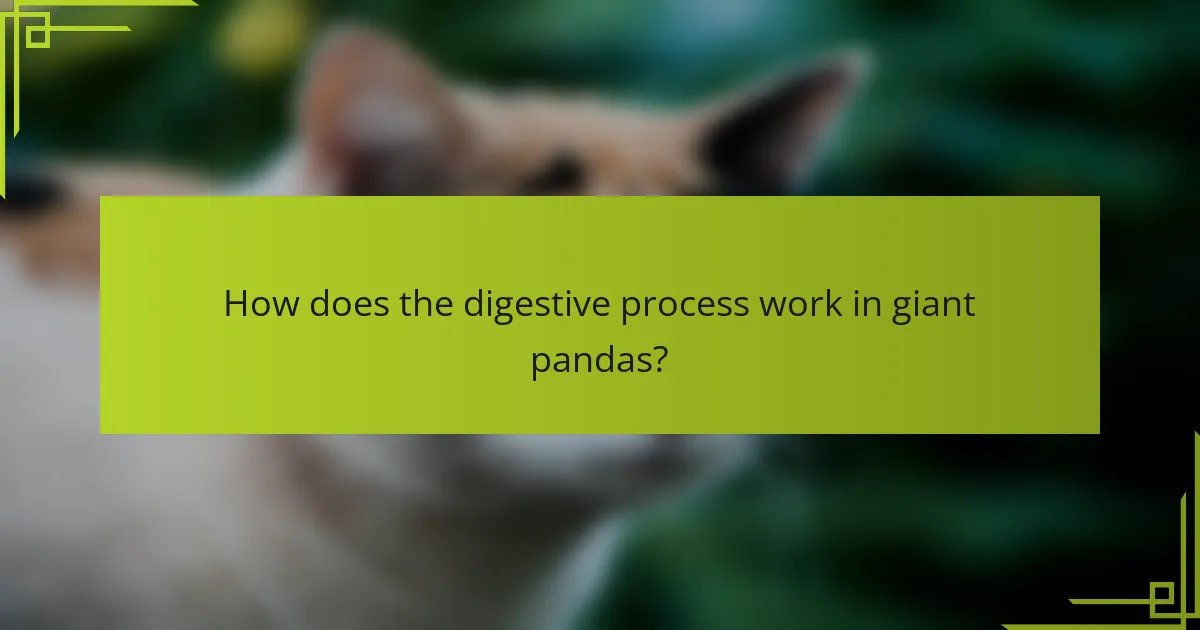How does the digestive process work in giant pandas?