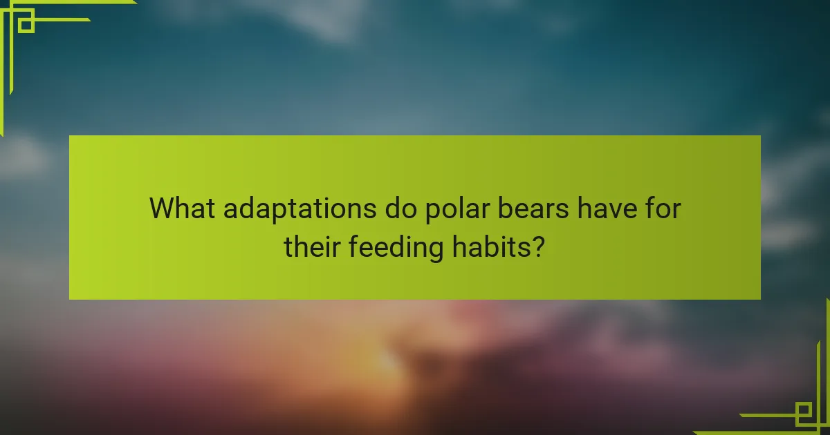 What adaptations do polar bears have for their feeding habits?