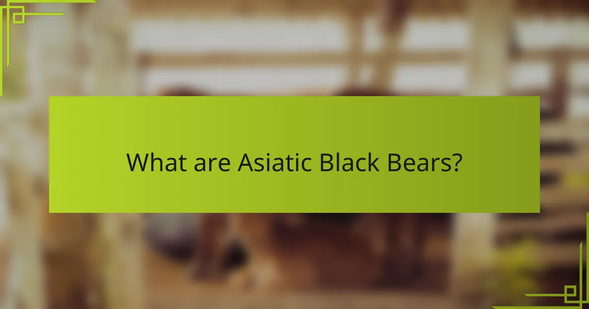 What are Asiatic Black Bears?