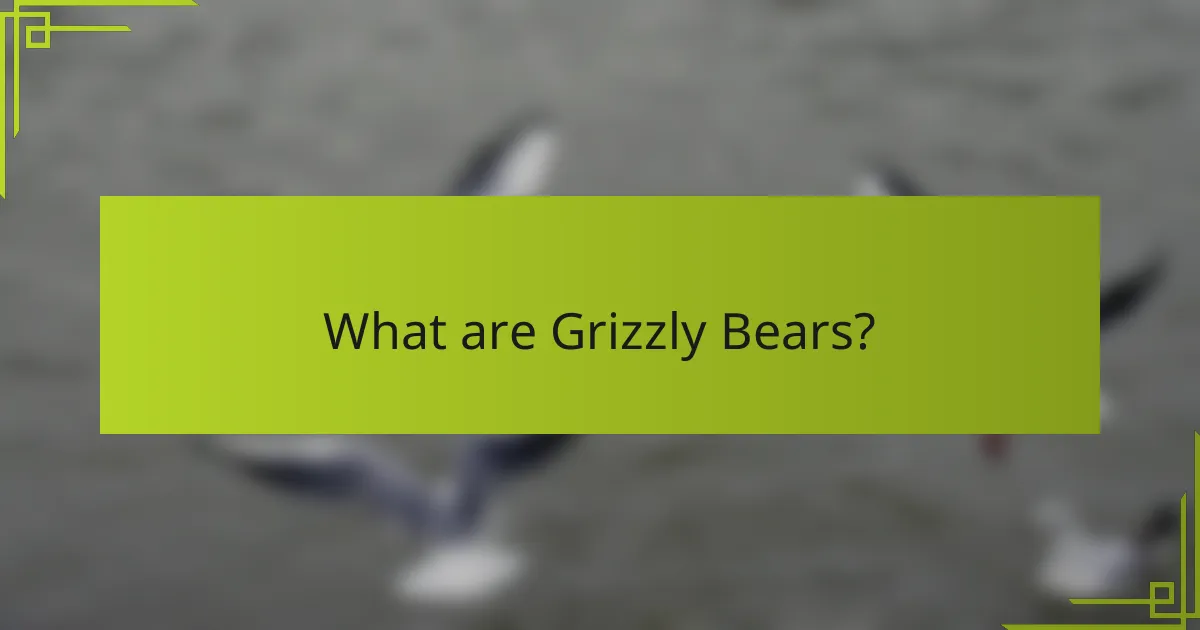 What are Grizzly Bears?