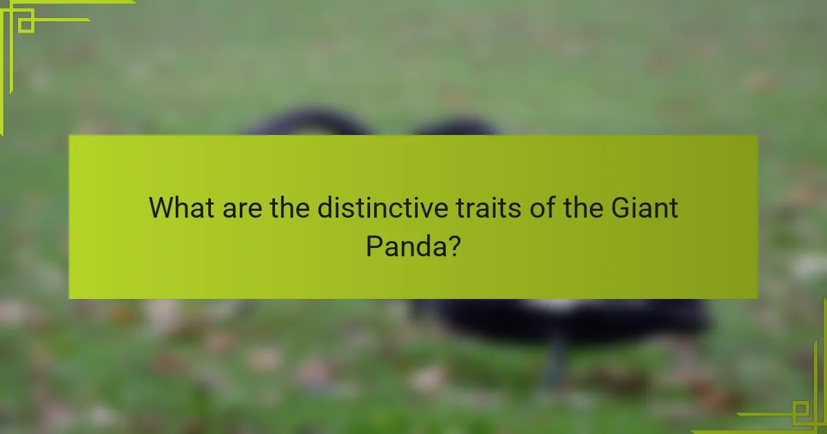 What are the distinctive traits of the Giant Panda?