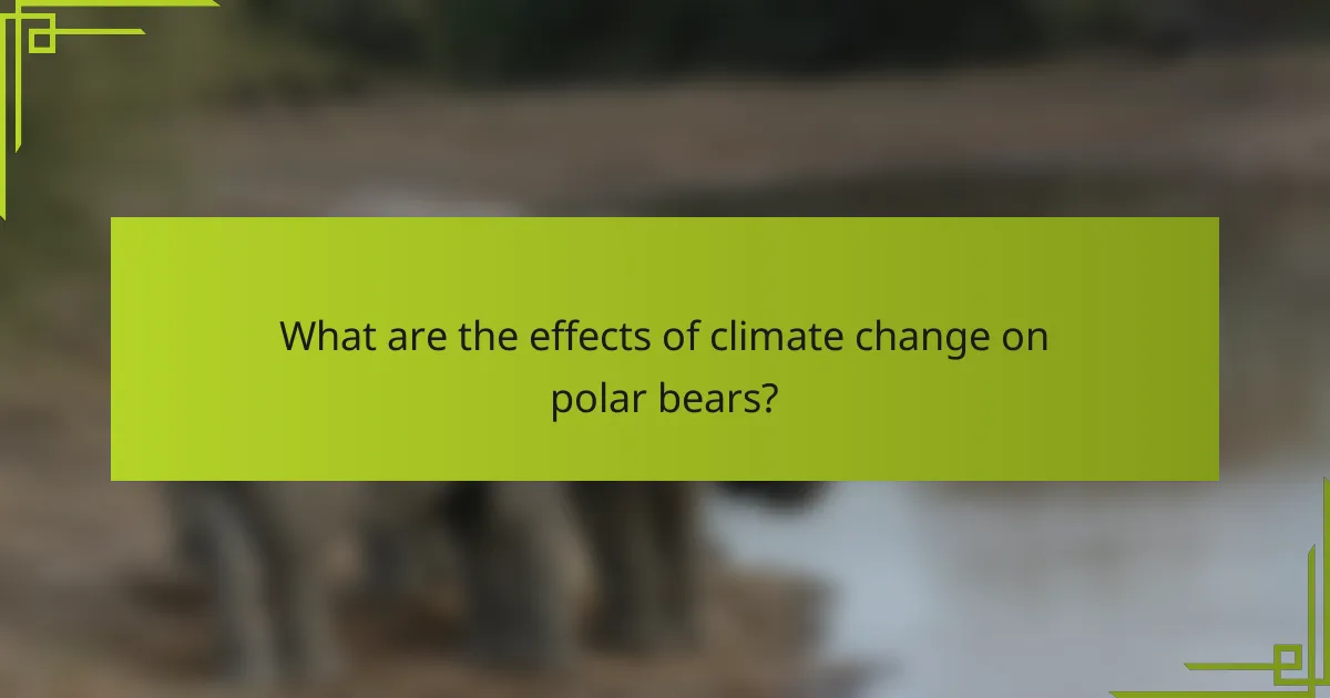 What are the effects of climate change on polar bears?