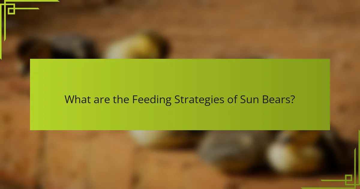 What are the Feeding Strategies of Sun Bears?