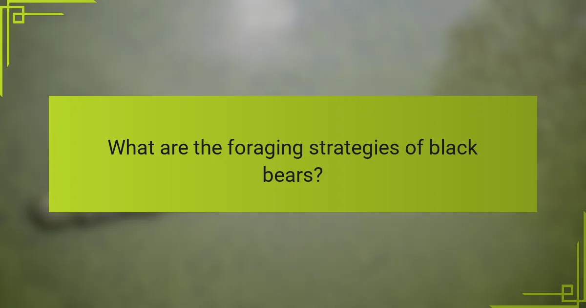 What are the foraging strategies of black bears?