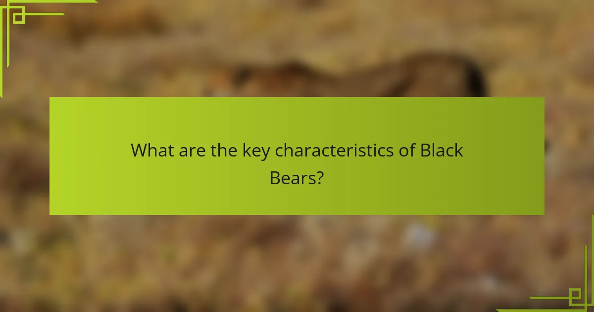 What are the key characteristics of Black Bears?