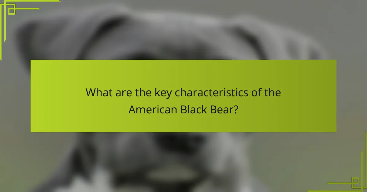 What are the key characteristics of the American Black Bear?