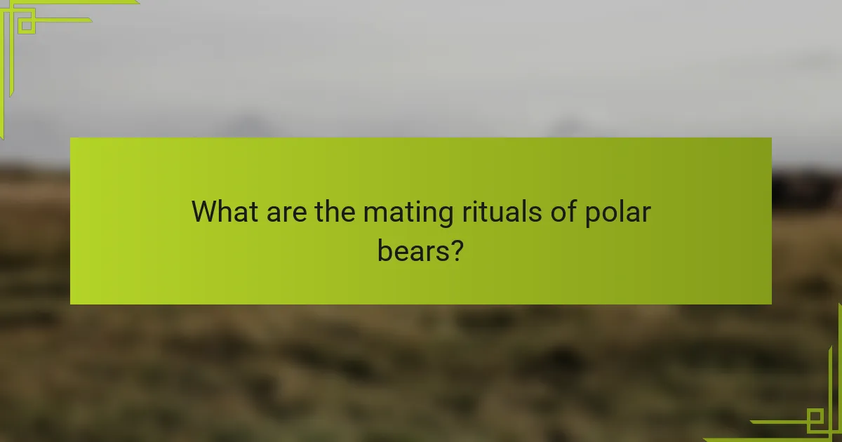 What are the mating rituals of polar bears?