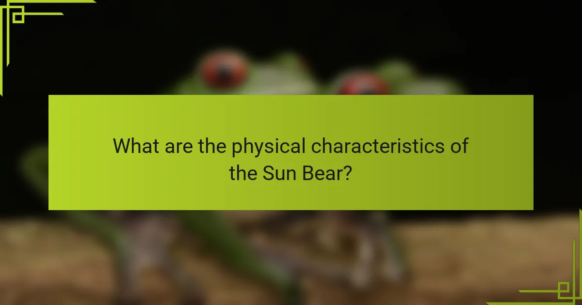 What are the physical characteristics of the Sun Bear?