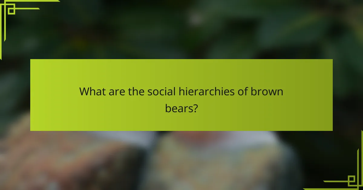 What are the social hierarchies of brown bears?