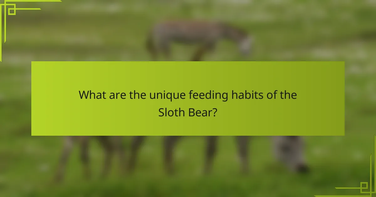 What are the unique feeding habits of the Sloth Bear?