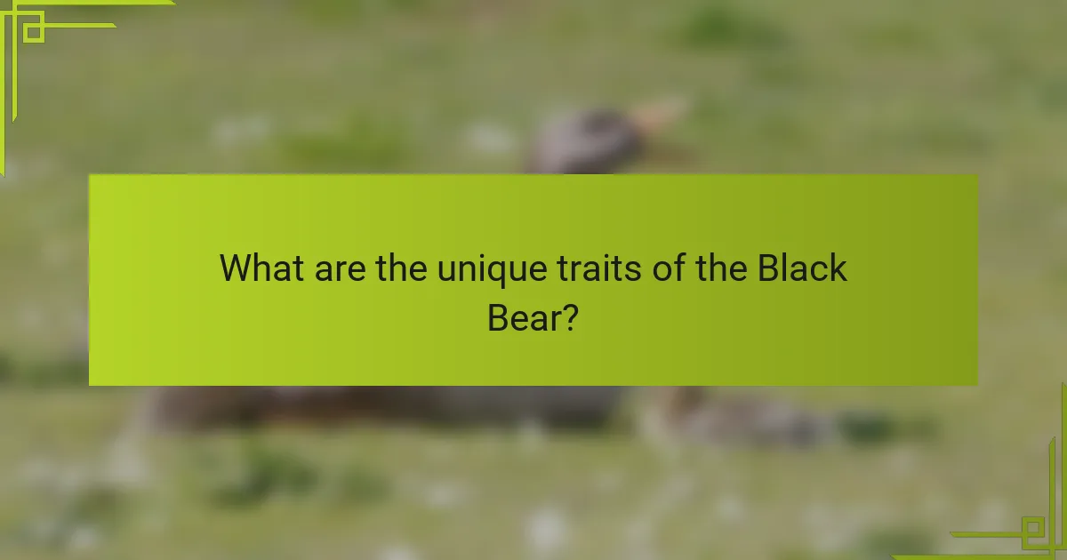 What are the unique traits of the Black Bear?