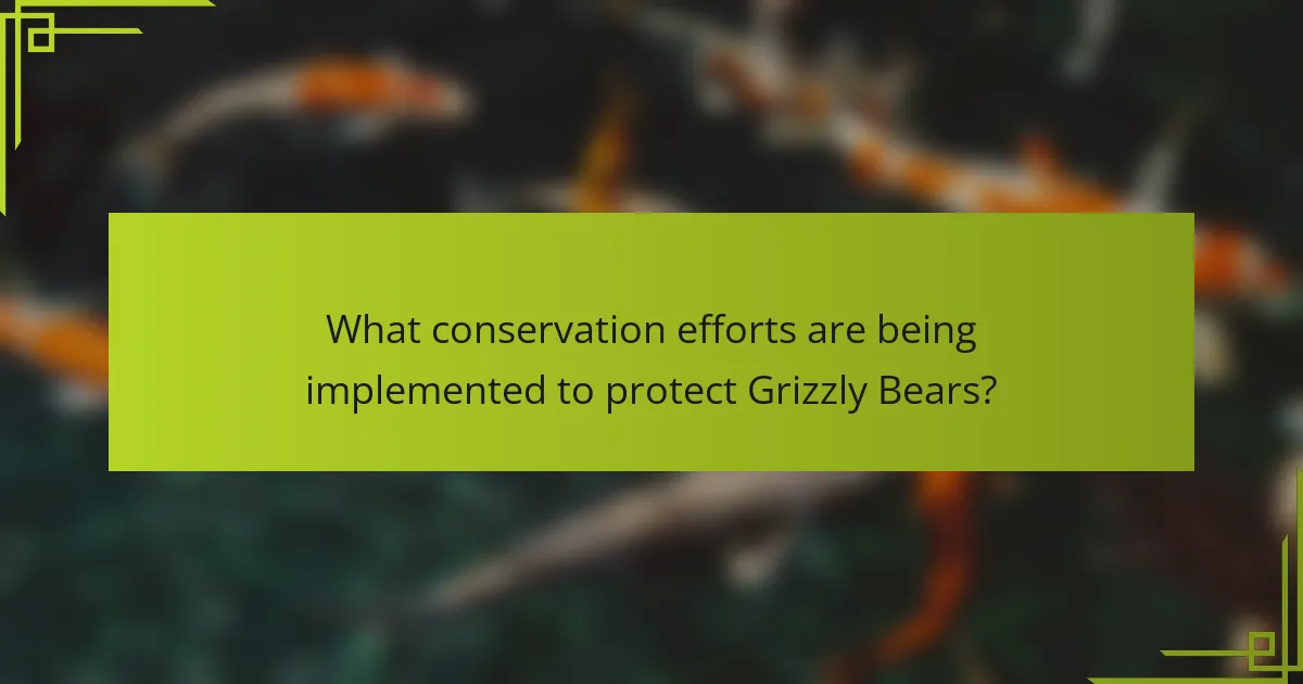 What conservation efforts are being implemented to protect Grizzly Bears?