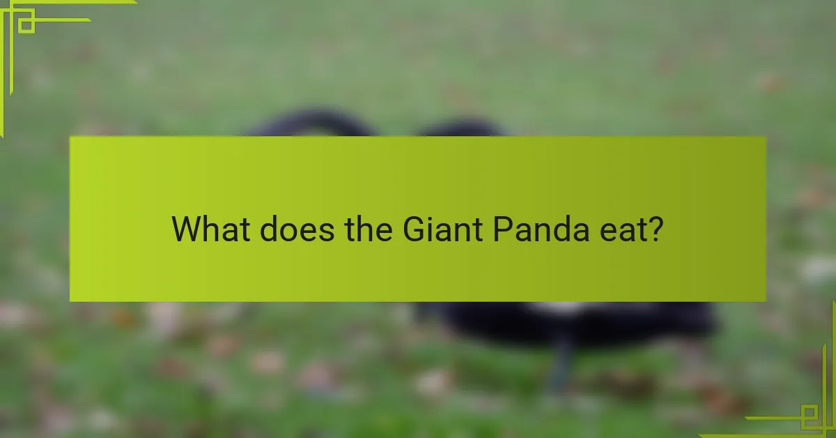 What does the Giant Panda eat?