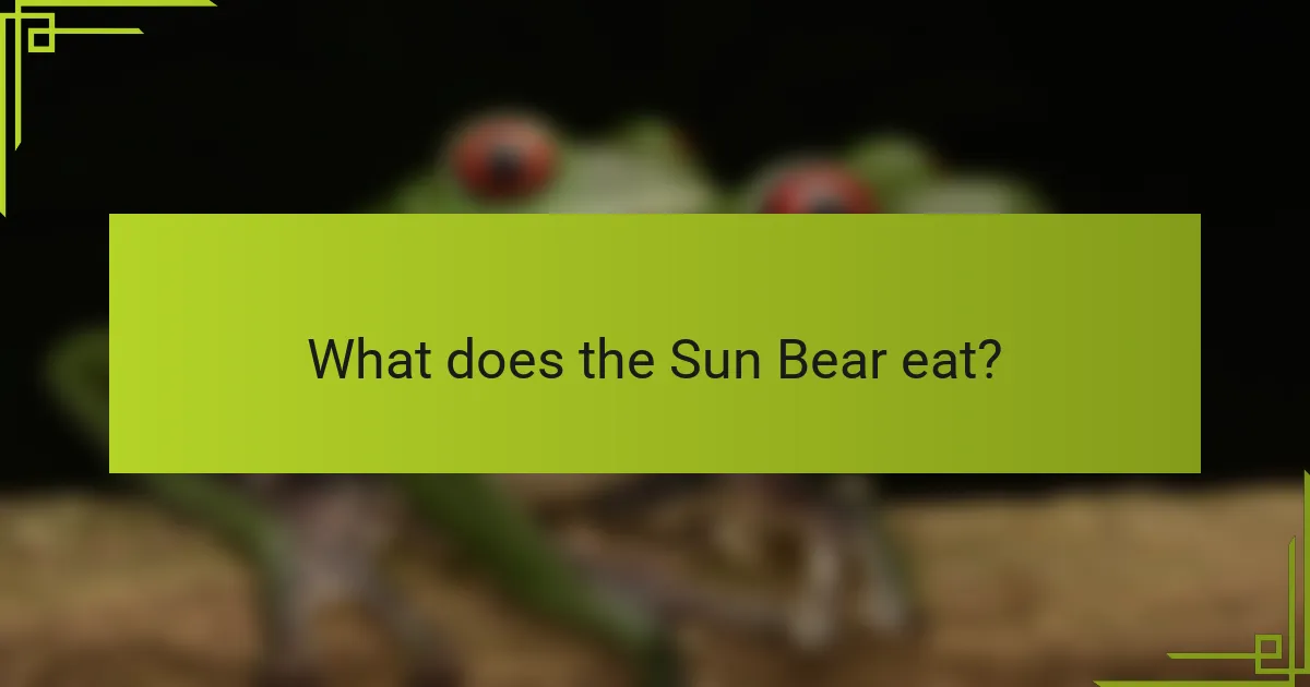 What does the Sun Bear eat?