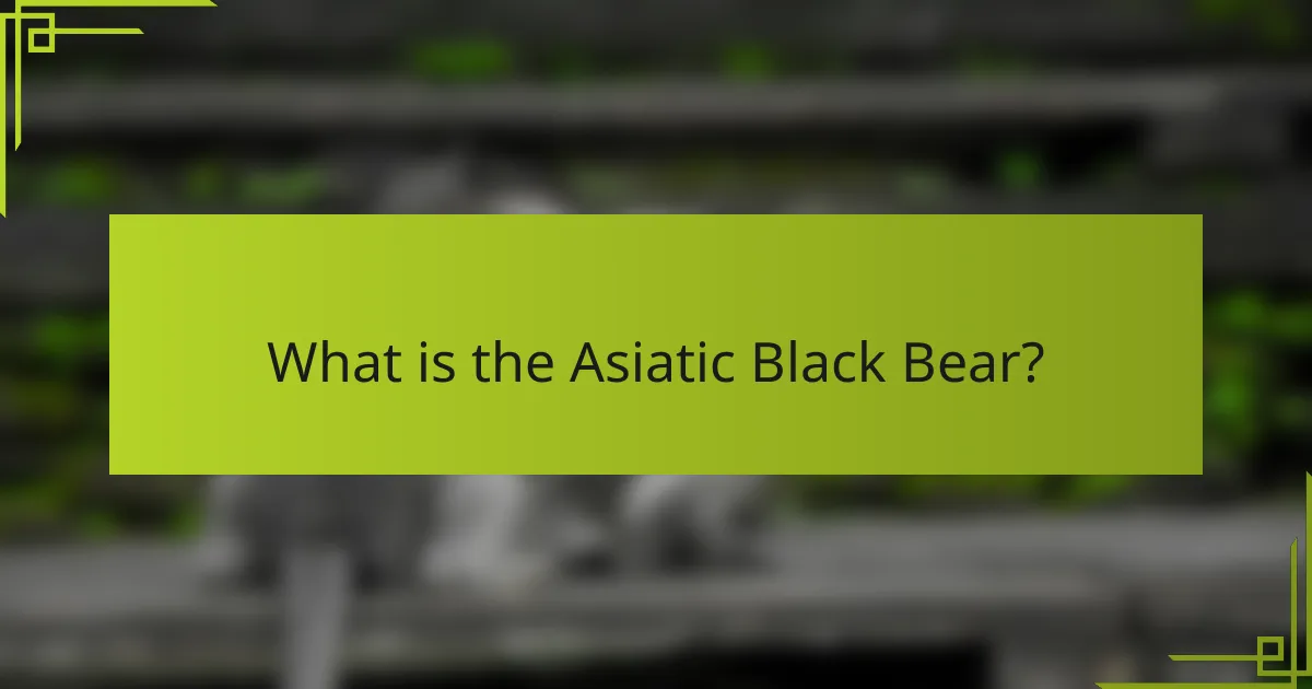 What is the Asiatic Black Bear?