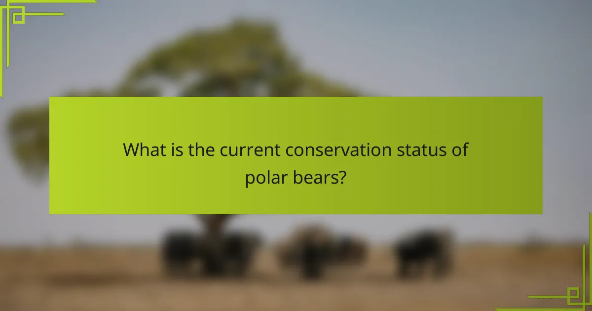 What is the current conservation status of polar bears?