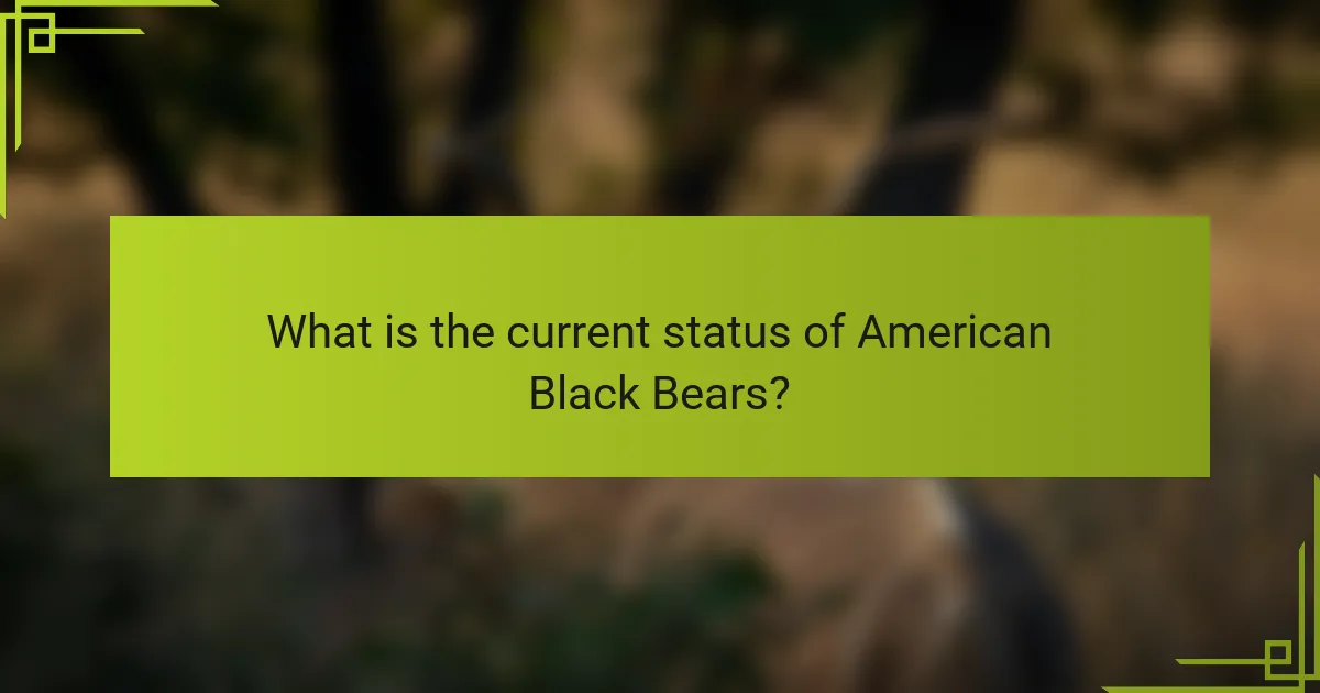 What is the current status of American Black Bears?