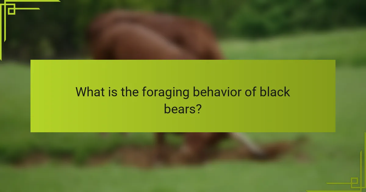 What is the foraging behavior of black bears?