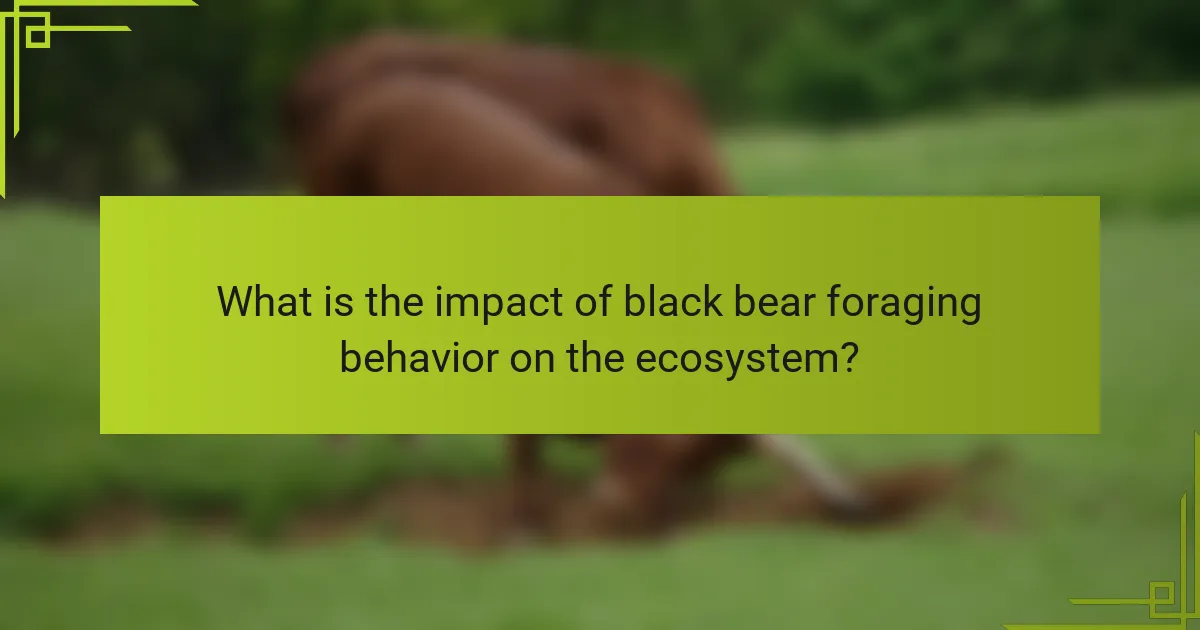 What is the impact of black bear foraging behavior on the ecosystem?