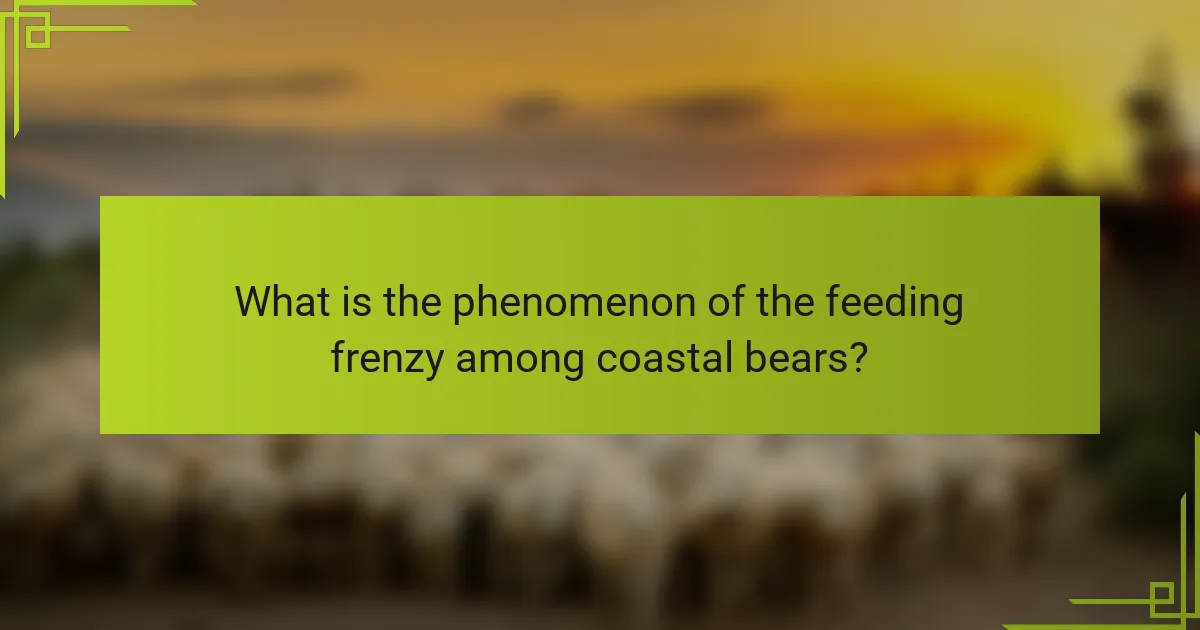 What is the phenomenon of the feeding frenzy among coastal bears?