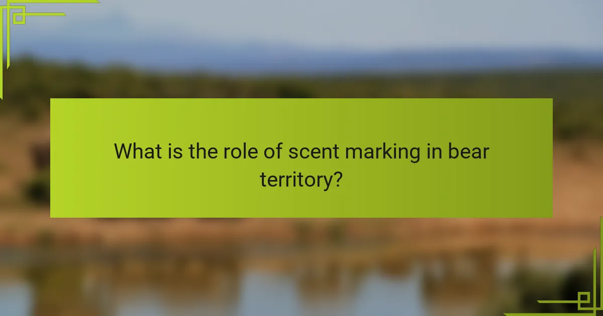 What is the role of scent marking in bear territory?