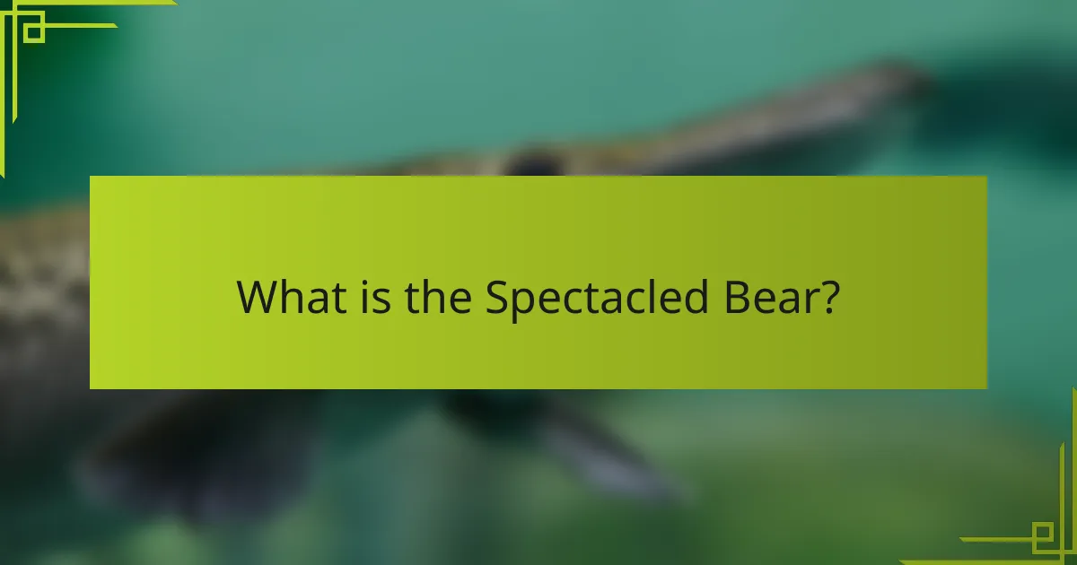 What is the Spectacled Bear?