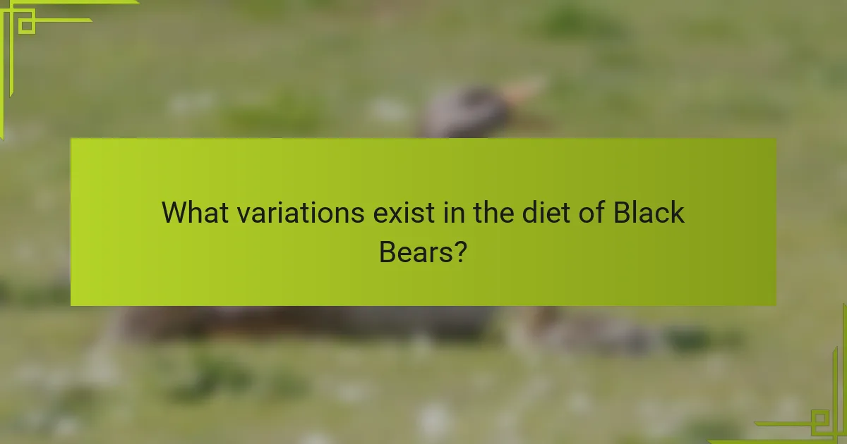 What variations exist in the diet of Black Bears?
